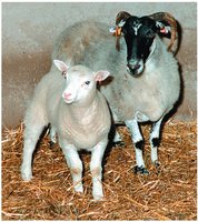 Cloned sheep (Dolly) and surrogate mother