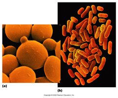 Model organisms: yeast and E. coli