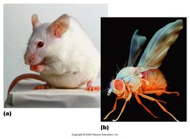 Model organisms: mouse and fruit fly