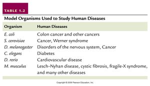 Table of model organisms and human diseases