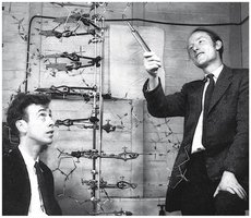 DNA structure and base pairing