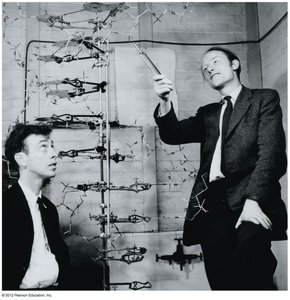Watson and Crick with DNA model
