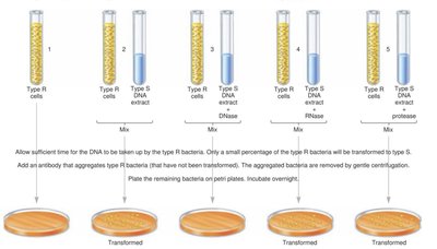 Avery-MacLeod-McCarty experiment with enzyme treatments