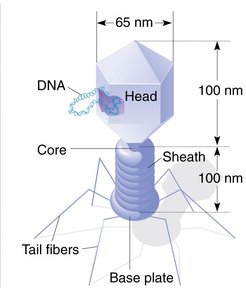 Diagram of bacteriophage structure
