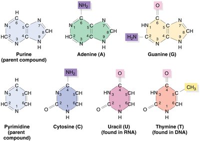 Chemical structures of purines and pyrimidines