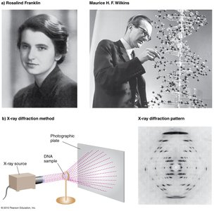 X-ray diffraction pattern and double helix structure