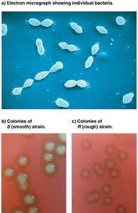 Electron micrograph and colony morphology of S and R strains