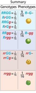 Summary table of dihybrid cross genotypes and phenotypes