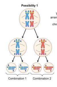 Chromosome assortment during meiosis
