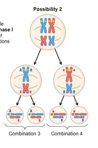 Chromosome assortment during meiosis