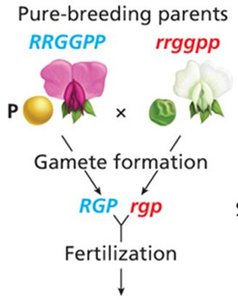 Trihybrid cross: pure-breeding parents