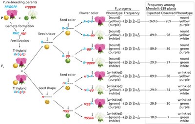 Trihybrid branch diagram and expected frequencies