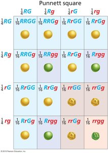 Dihybrid Punnett square