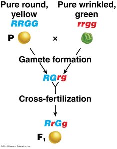 Dihybrid cross Punnett square and summary