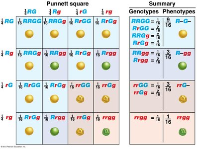 Dihybrid cross F2 generation and ratios