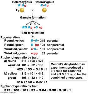 Independent assortment of alleles from RrGg × RrGg cross