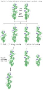 Diagram of P, F1, F2 generations in pea plants