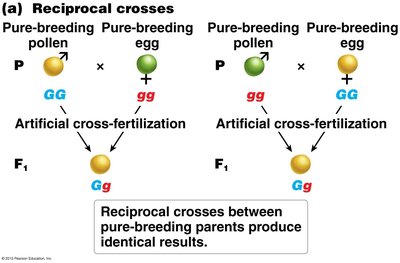 Reciprocal crosses diagram