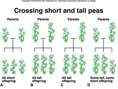 Crossing short and tall peas