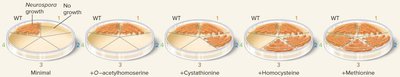 Methionine biosynthetic pathway in Neurospora