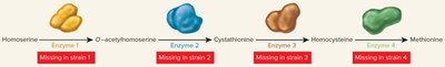 Alternative splicing and protein diversity