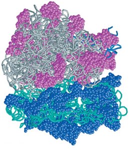 Molecular model of the ribosome