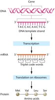 Flowchart illustrating how genetic information encoded in DNA produces protein