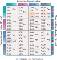 The coding dictionary: codon table showing amino acids and start/stop codons