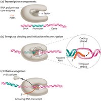 Template binding, initiation, and chain elongation during transcription