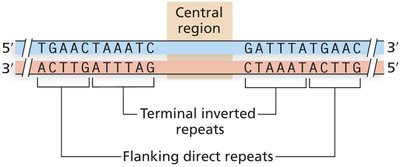 General structure of DNA transposons showing terminal inverted repeats and flanking direct repeats