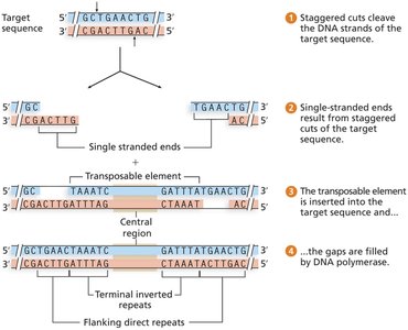 Insertion of a DNA transposon showing staggered cuts, insertion, and gap filling