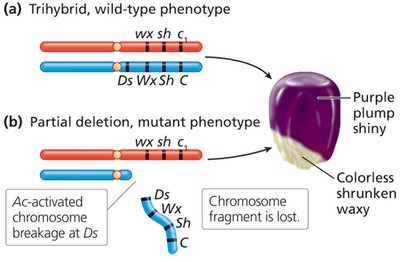 Production of colorless sectors and chromosome breakage in maize by Ds and Ac elements