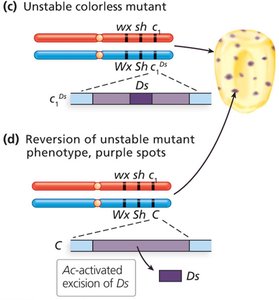 Production of colorless sectors and reversion of unstable colorless mutation in maize by Ds and Ac elements