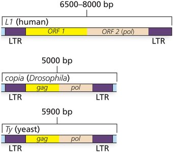 Eukaryotic retroviral structure: L1, copia, and Ty elements with LTRs and internal genes