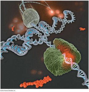 Molecular illustration of DNA replication machinery