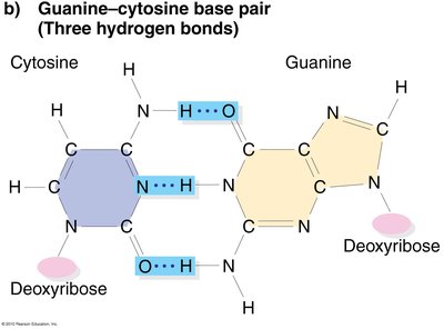 Guanine-cytosine base pair with three hydrogen bonds