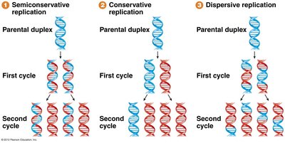 Diagram showing template and replica strands in semiconservative replication