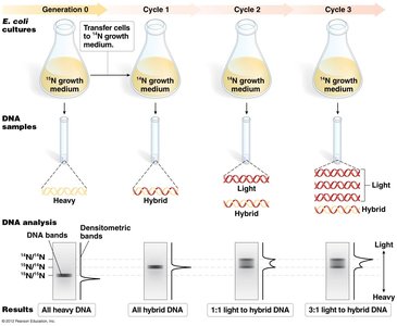 Meselson-Stahl experiment showing DNA density bands after replication cycles
