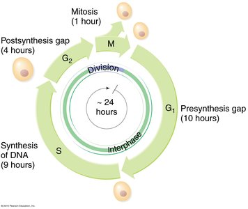 Cell cycle diagram showing G1, S, G2, and M phases