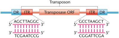 Structure of a DNA transposon: DR, ITR, transposase ORF