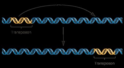 Transposon movement: excision and insertion