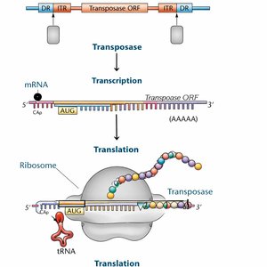 Transposase transcription and translation