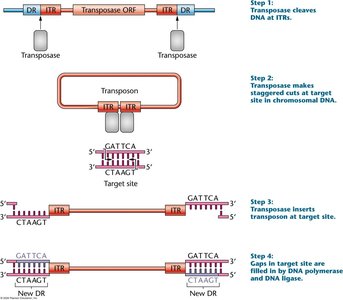 Steps of DNA transposon integration: cleavage, staggered cuts, insertion, gap filling