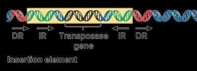 Insertion element structure: DR, IR, transposase gene