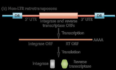 Structure of LTR retrotransposon