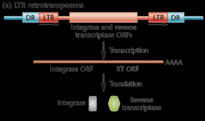 Retrotransposon integration mechanism