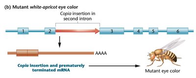 Copia insertion causing mutant eye color in Drosophila
