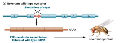 Revertant wild-type eye color in Drosophila
