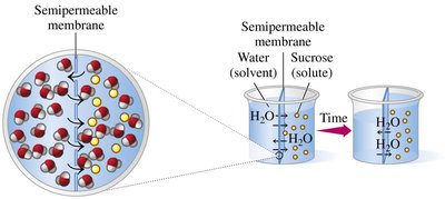 Osmosis across a semipermeable membrane