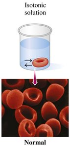 Red blood cells in isotonic solution